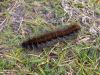 Late Caterpillar by Hans Gerlich