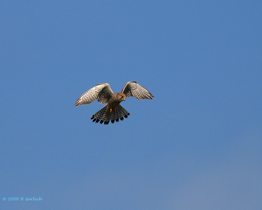 Common Kestrel