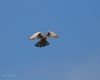 Common Kestrel by Hans Gerlich