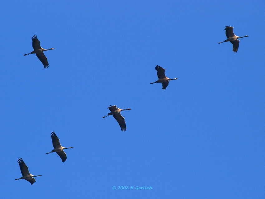 Eurasian Crane