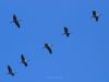 Eurasian Crane