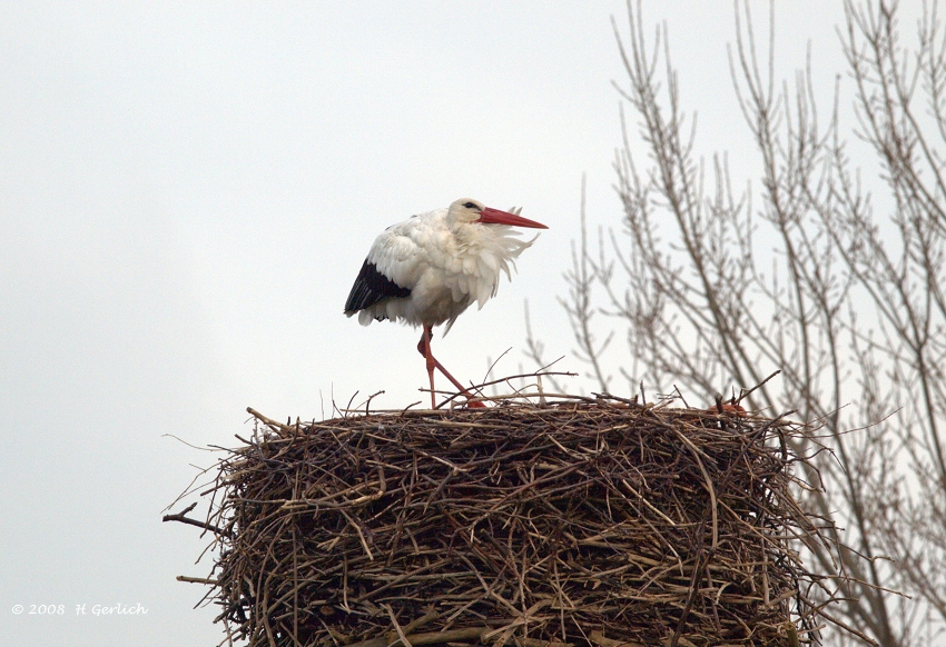 Stork