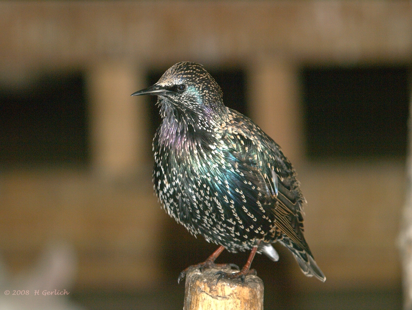 Starling