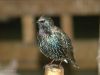 Starling