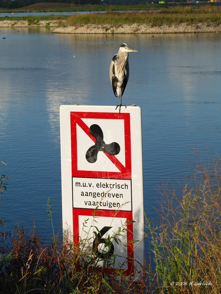 Blue Heron Allowed