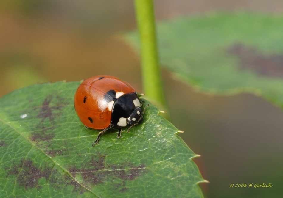 Autum Lady Bug