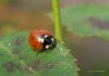 Autum Lady Bug by Hans Gerlich