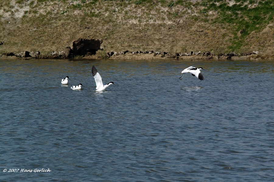 Avocet