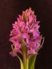 Dactylorhiza praetermissa junialis