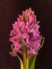 Dactylorhiza praetermissa junialis by Hans Gerlich