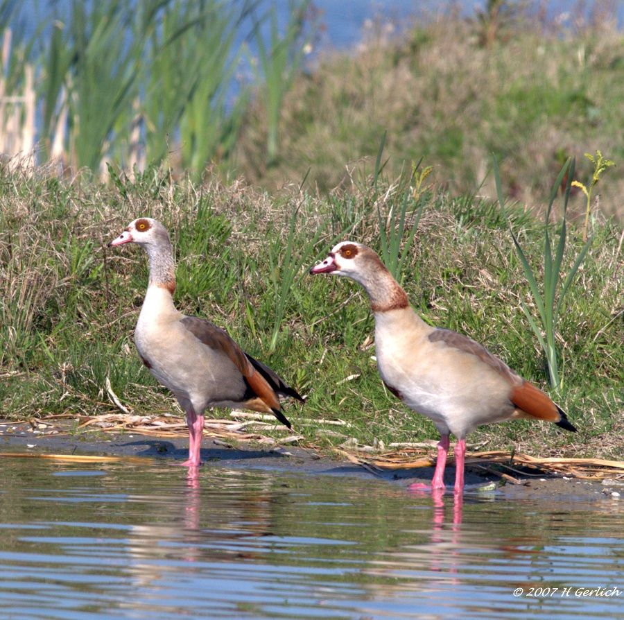 Egyptean Goose