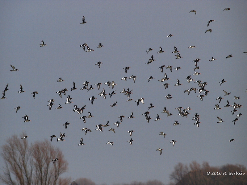Eurasian Oystercatcher