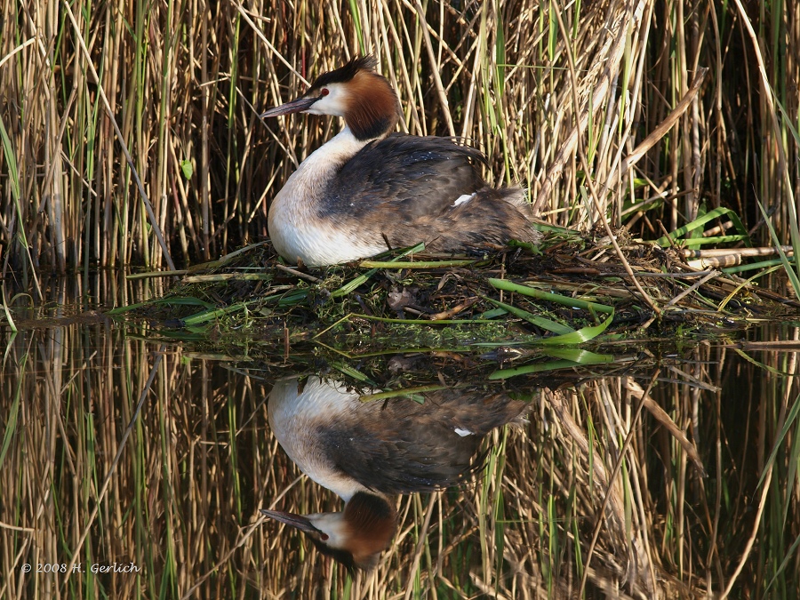 Great Crested Grebe