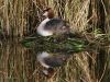 Great Crested Grebe by Hans Gerlich