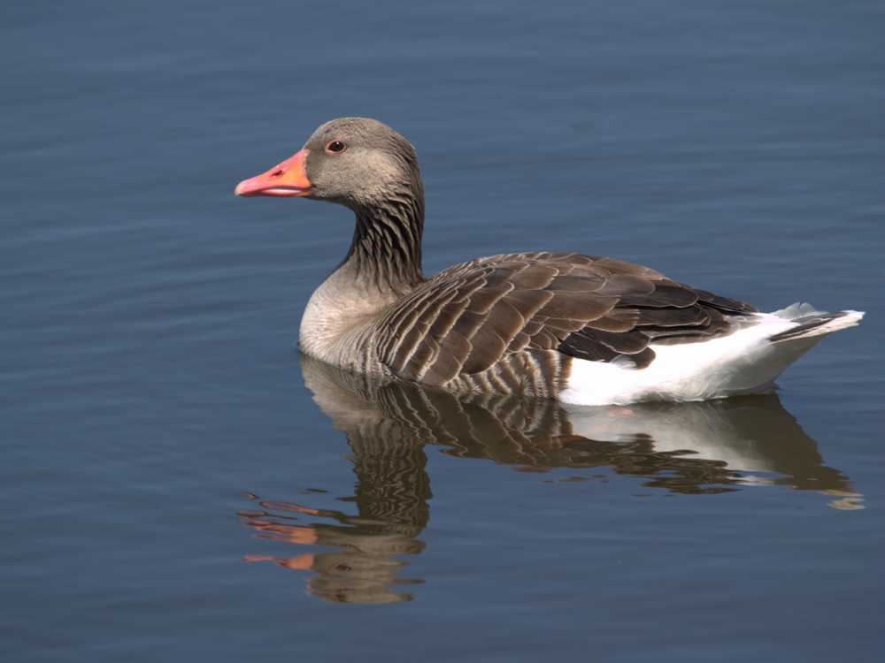 Grey Goose
