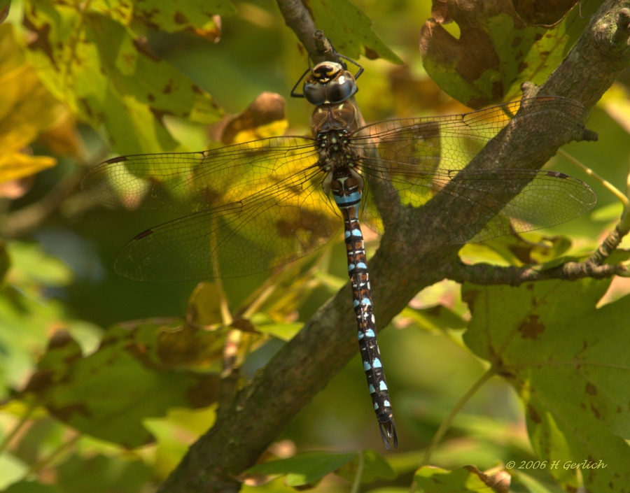 Migrant Hawker