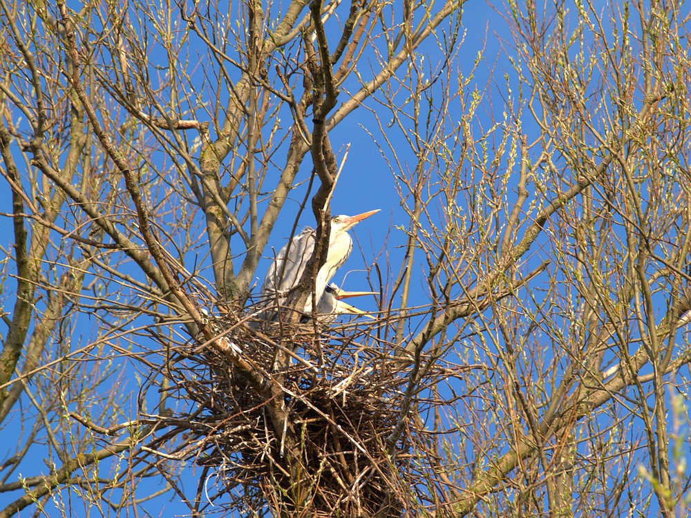 Blue Herons with nest
