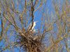 Blue Herons with nest by Hans Gerlich