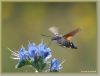 Hummingbird Hawkmoth by Hans Gerlich