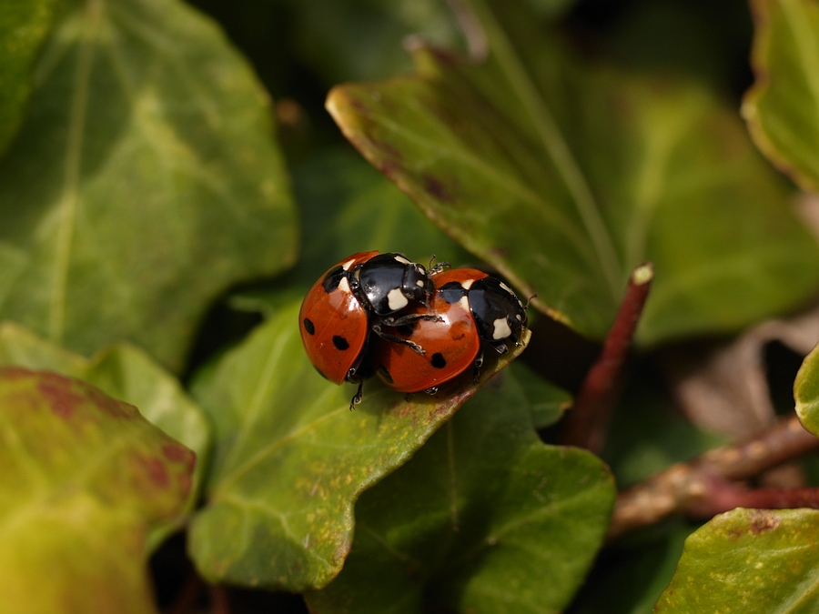 lucky lady birds