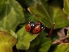 lucky lady birds by Hans Gerlich