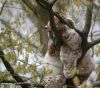 Lynx