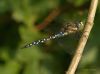 Migrant Hawker 2 by Hans Gerlich