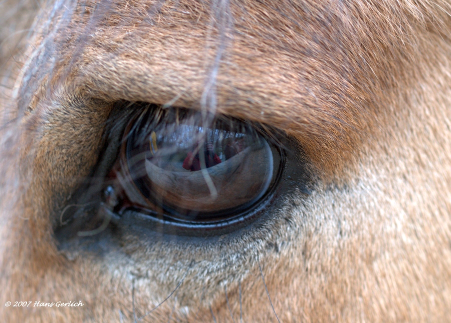 Eye Mirror