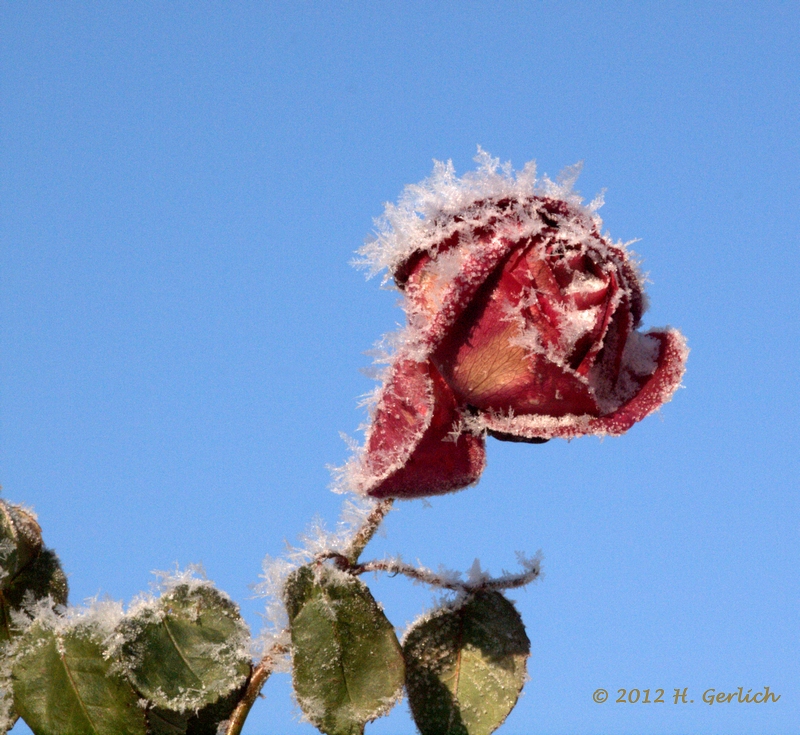 Ice Rose