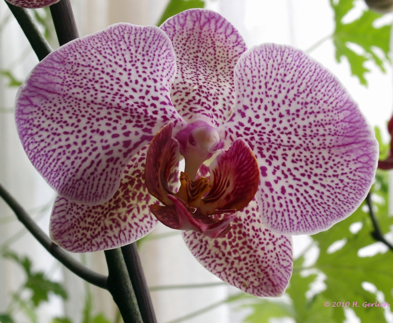 Phalaenopsis