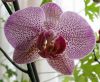 Phalaenopsis