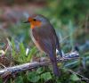 Robin (2) by Hans Gerlich