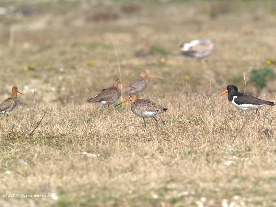 Snipe & Oystercatcher