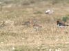 Snipe & Oystercatcher
