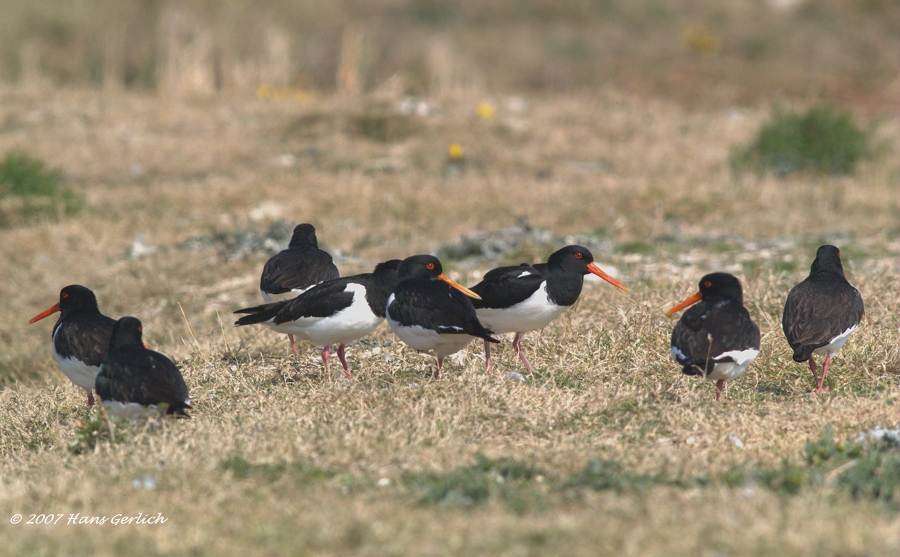 Oystercatcher