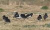 Oystercatcher by Hans Gerlich