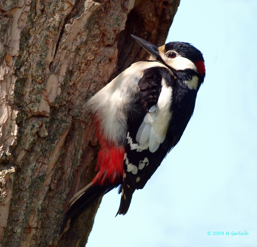 Great Spotted Woodpecker ♂