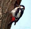 Great Spotted Woodpecker ♂ by Hans Gerlich