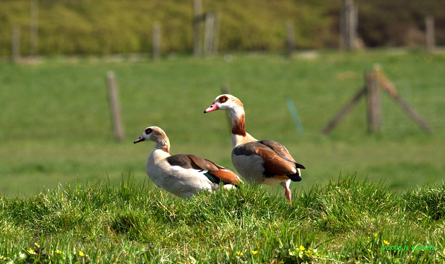 Young Egyptean Goose