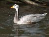 Bar-Headed Goose