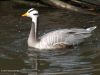 Bar-Headed Goose by Hans Gerlich