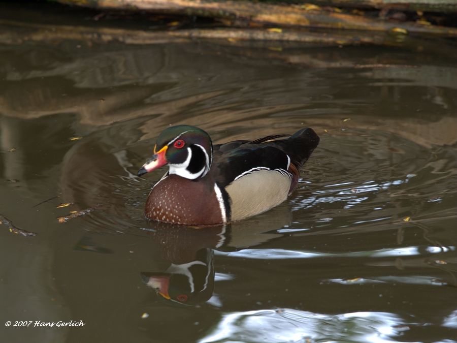 Duck