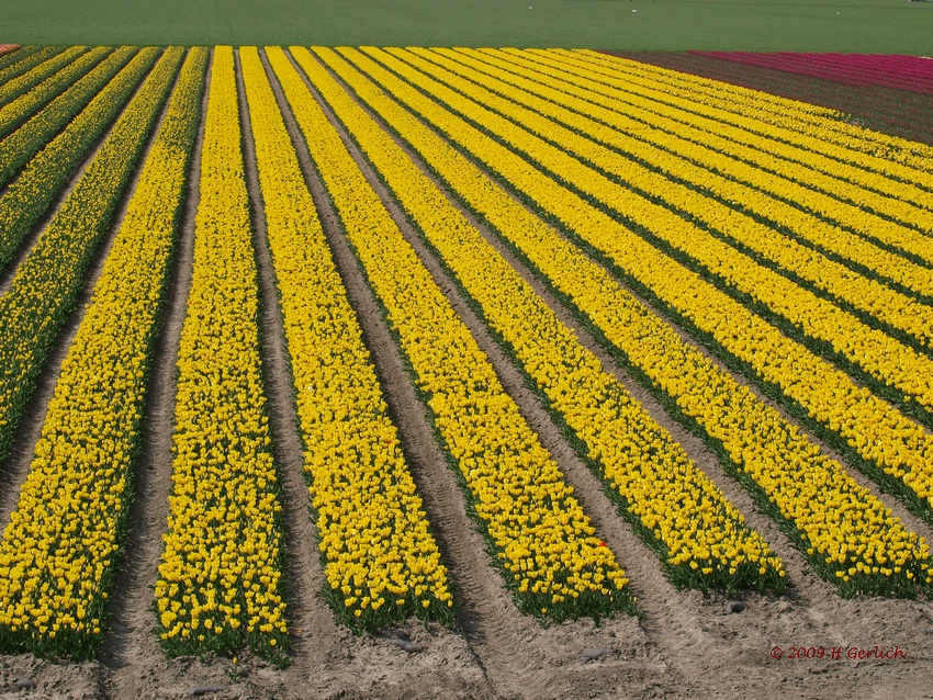 Dutch Landscape