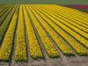Dutch Landscape
