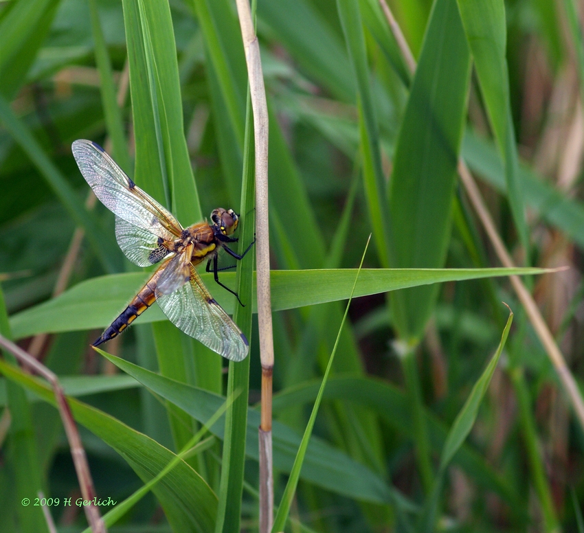First Dragonfly 2009