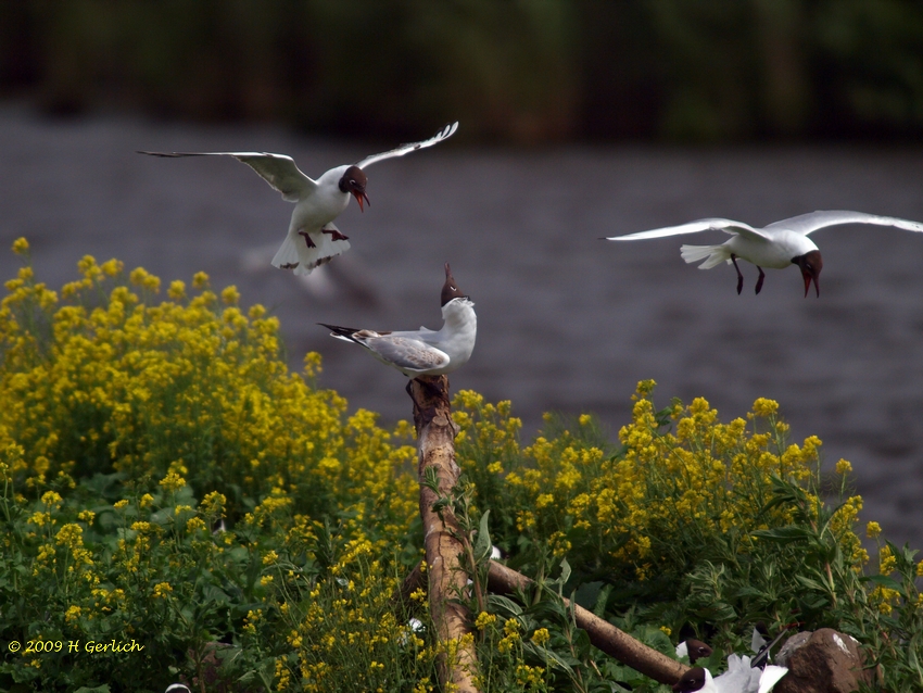 Black-headed Gull
