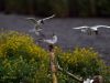 Black-headed Gull by Hans Gerlich