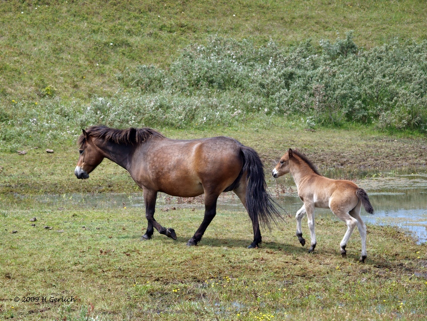 Mother & Young Equus cabalus