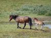 Mother & Young Equus cabalus