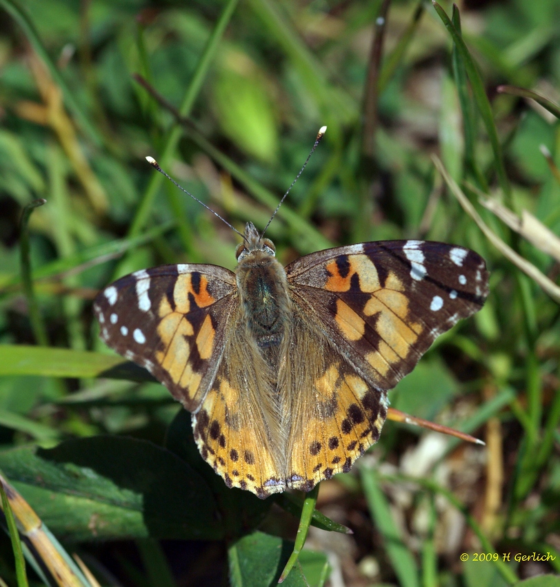 Painted Lady/Vanessa cardui